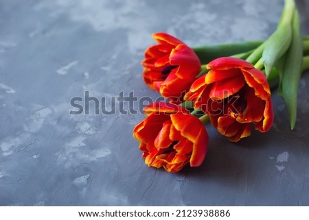 Bouquet of red tulips on a gray background. Spring. Flowers. Celebration. March 8, mother's day, birthday