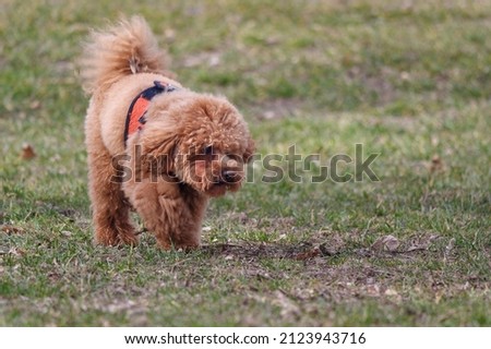 Close-up picture of a toy poodle dog walking on the grassy field