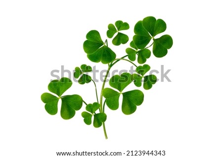green clover leaves isolated on white background. St.Patrick 's Day. foliage shamrock. 