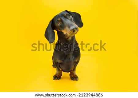 Portrait attentive teckel puppy dog tilting head side. Isolated on yellow colored background Royalty-Free Stock Photo #2123944886