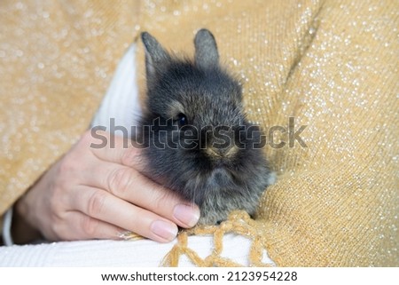 Cute baby rabbit on hand bunny pet at home cozy rabbit
