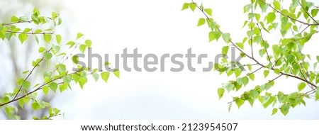Green young birch leaves on tree branches close up, abstract light natural background. spring season. Beautiful landscape. banner. copy space. template for design Royalty-Free Stock Photo #2123954507