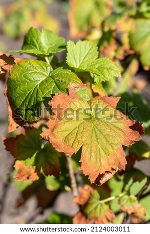 Marginal leaf necrosis of a cultivar currant shrub in the summer garden  Royalty-Free Stock Photo #2124003011