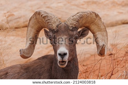 Desert bighorn sheep in canyon Royalty-Free Stock Photo #2124003818