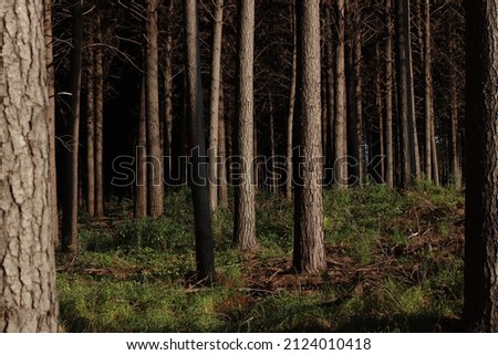 Trees and plants in a forest 
