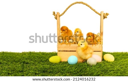 Baby Chickens in a box on a background of green grass and Easter eggs