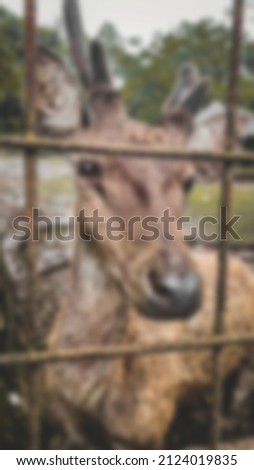 Blurry photo of deer in a cage lives for years.