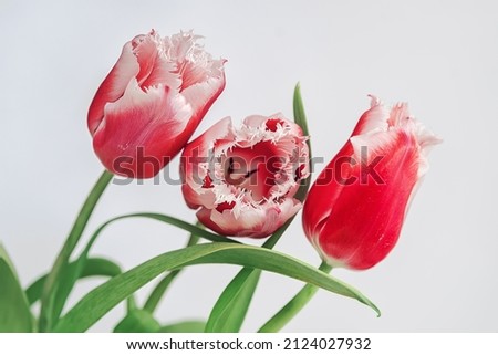three red tulips on a white background close close up, springtime