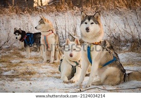 Breeding dogs in winter outside. Snow