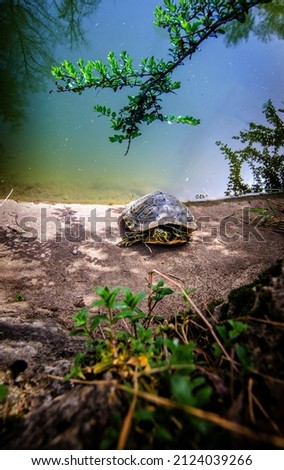 turtle in water zoo cluj romania