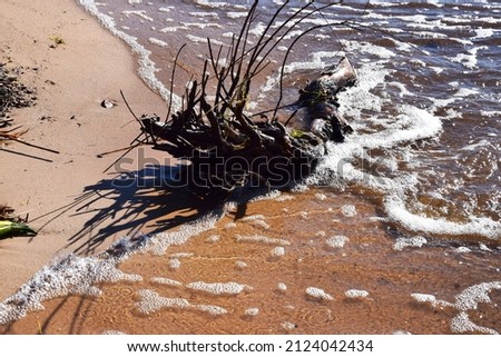 The dry tree branches on the coast of the sea