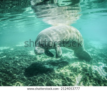 This photo is of a Manatee resting in shallow water in a fresh water spring in Florida USA.