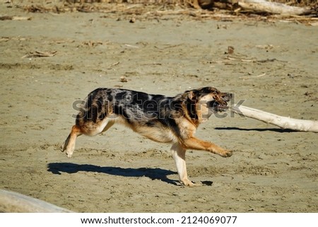 dog playing on the beach , Digital created image Picture