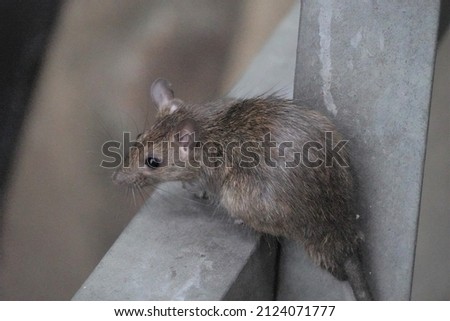 the mouse resting on the iron ladder
