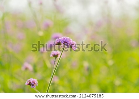 pastel purple verbena bonariensis flower blooming field in garden with blurry background and soft sunlight. flowers blooming on softness style in spring summer under sunrise