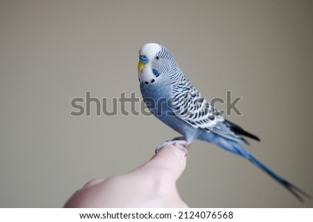 cute happy young male blue budgie mauve budgie perched on his owner human friend's index finger enjoying his playtime  Royalty-Free Stock Photo #2124076568