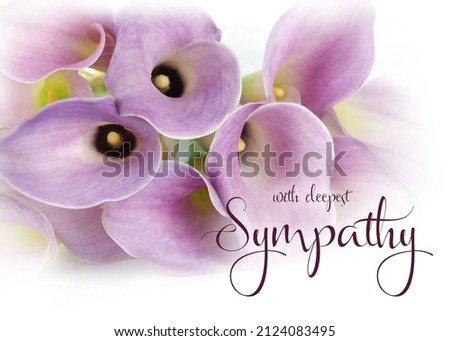 Purple calla lily flowers isolated on white vignetting background with sympathy wording. Sympathy greeting card. Banner