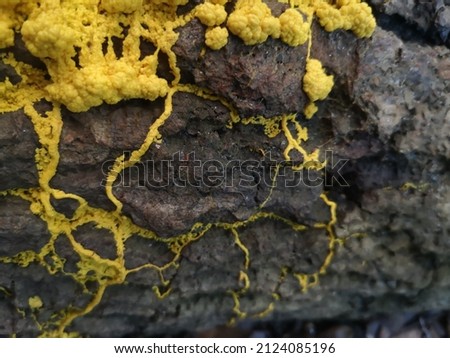 Yellow fungi grow up on the bark tree 