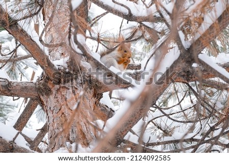 Portrait of a beautiful squirrel sitting on branches. The squirrel sits on a branch and eats a nut. Beautiful and fluffy squirrel in the winter on a tree.