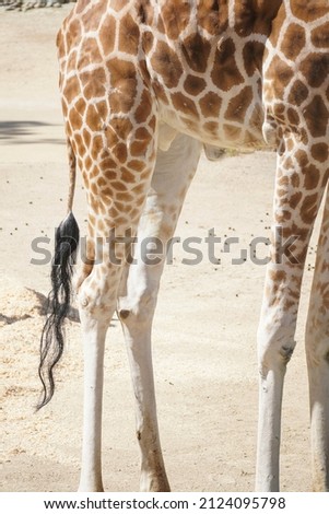 Giraffe's Legs, pattern of Giraffe, Orange White Giraffe Standing up, Legs, Detail close up. African Giraffe Legs Standing up.