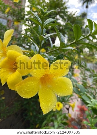 The yellow flower in the rainy day. Water drops cover flower petals, it looks fresh. This flower name is Alamanda or Allamanda chartica, commonly called golden trompet.