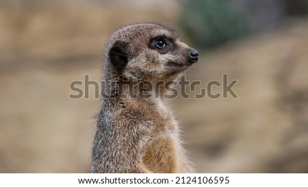 Portrait of a meerkat in natural habitat