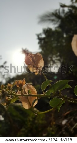 raw pic of flowers in sunrise