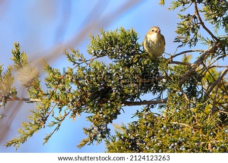 An adult mockingbird perching in a tree branch against blue sky background