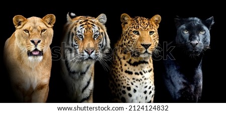 Close portrait big wild cats (lion, tiger, two leopards) on black background