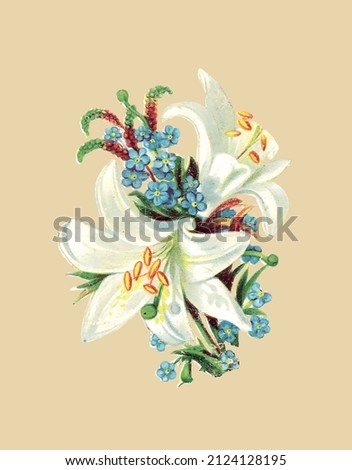 Vector drawing of a white lily in vintage style 