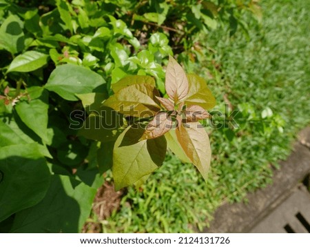Foliage plants grown in the park