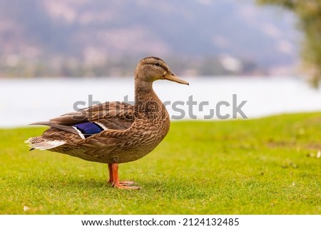 Duck in the park by the lake or river. Nature wildlife mallard duck on a green grass. Close up ducks, see the details and expressions of ducks. Travel photo, selective focus, blurred background. Royalty-Free Stock Photo #2124132485