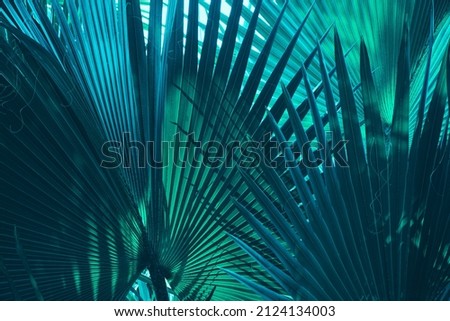 tropical palm leaf dark background Royalty-Free Stock Photo #2124134003