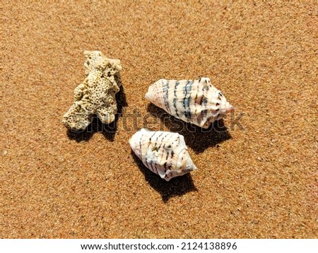 Coral and two shells lie on coarse yellow sand. Close-up. Selective focus.