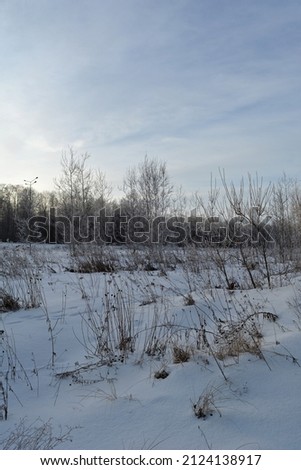 Winter scene with trees and herbs under snow. 