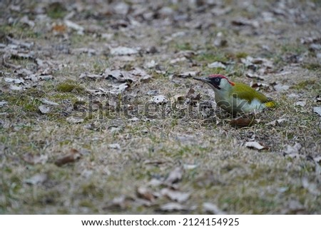 green woodpecker. picus viridis. bird on a carpet of leaves in a snowless winter. photo during the day.
