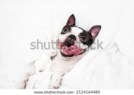 A contented and happy young Boston Terrier dog lies in a snow-white bed with a wide smile with a soft toy, wrapped in a blanket at home in the bedroom