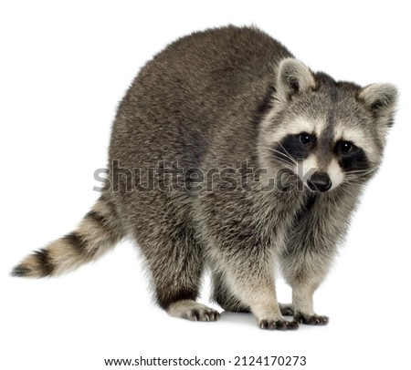 raccoon isolated on isolated white background Royalty-Free Stock Photo #2124170273