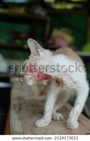 A white cat who is seriously injured, the cause is likely to be snake venom spray
