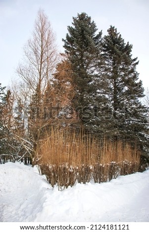 Beautiful winter landscape. Coniferous and deciduous trees and bushes with brown trunks and branches. Tall blue spruces, white snow and gray sky. Picturesque nature. Vertical image.