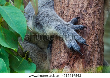 Close up koala claws