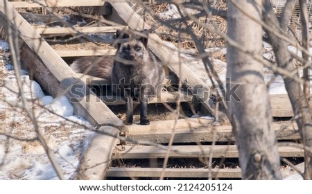 portrait of a black fox on a snow background. It is located among shrubs and branches. Sunny weather. Winter day.