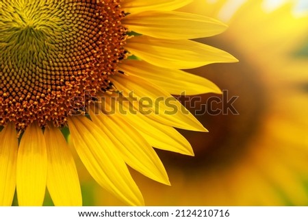 Close-up yellow sunflower in full bloom on sunny summer, yellow sunflower, and fields blurred in the background. Focus on the petal. Royalty-Free Stock Photo #2124210716