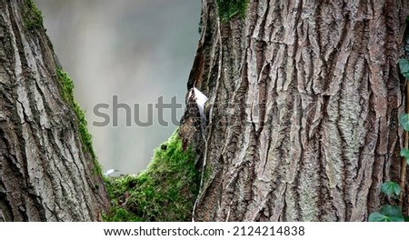 Treecreeper hunting for insects among the bark of a tree
