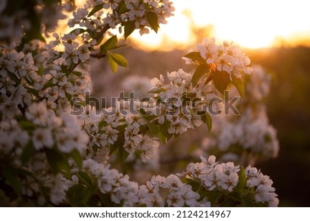 blossoming pear branch in the spring garden at sunset
