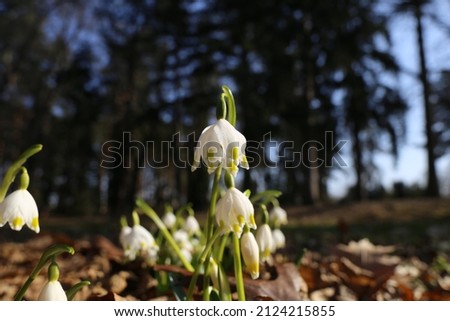 Leucojum vernum, called spring snowflake, is a perennial bulbous flowering plant species in the family Amaryllidaceae that includes the onions, daffodils and Agapanthus. Royalty-Free Stock Photo #2124215855