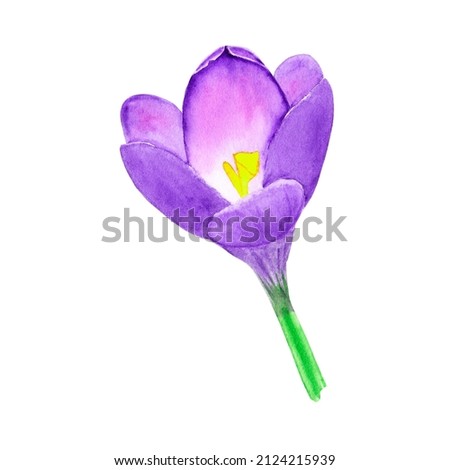 Crocus or Saffron. Watercolor illustration with flower isolated on a white background.