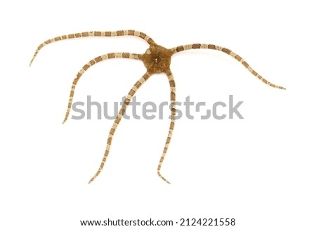 Fauna of Atlantic ocean around Gran Canaria - Ophioderma longicaudum brittle star isolated on white background
 Royalty-Free Stock Photo #2124221558