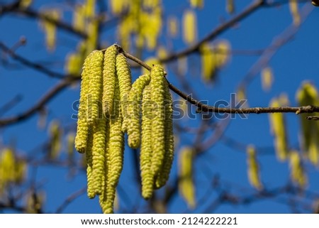 Yellow hazel catkins on branches with blue sky in February, Common hazel (Corylus avellana) Royalty-Free Stock Photo #2124222221