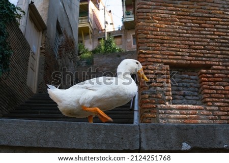 White goose on the narrow streets of the old city. Tbilisi. Georgia